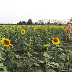 sunflower production